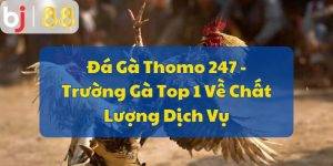 https://bj88.sh/wp-content/uploads/2024/05/da-ga-thomo-247-truong-ga-top-1-ve-chat-luong-dich-vu.jpg